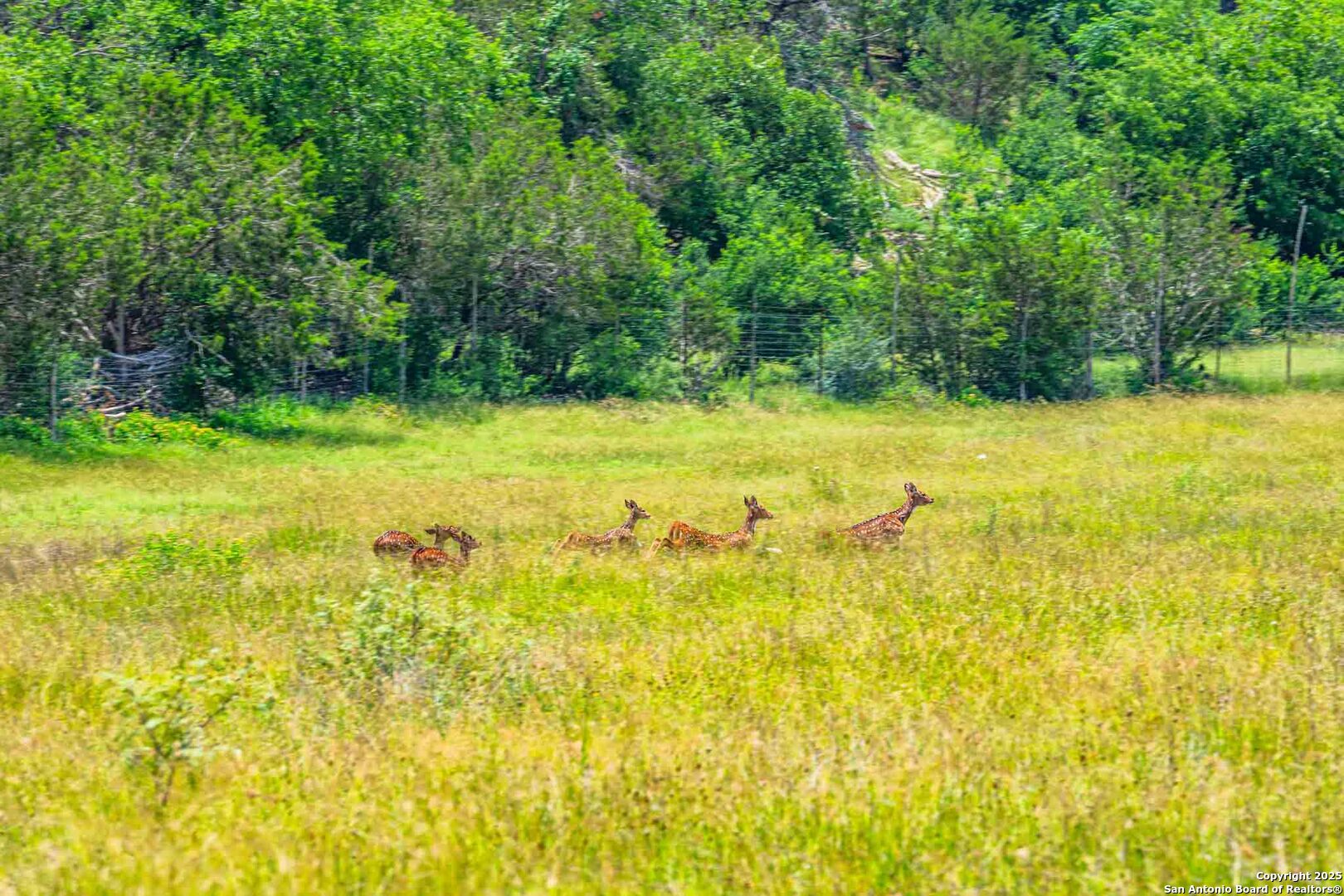 8 Cypress Creek Road Comfort, TX 78013 - Photo 7 of 39 a view of yard with swimming pool and trees in the background