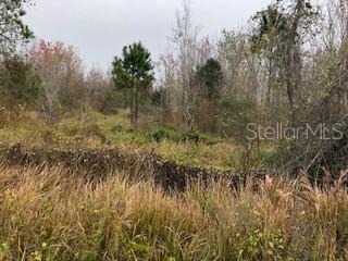 0 Brahma Road Polk City, FL 33868 - Photo 1 of 1 Gallery Image 1