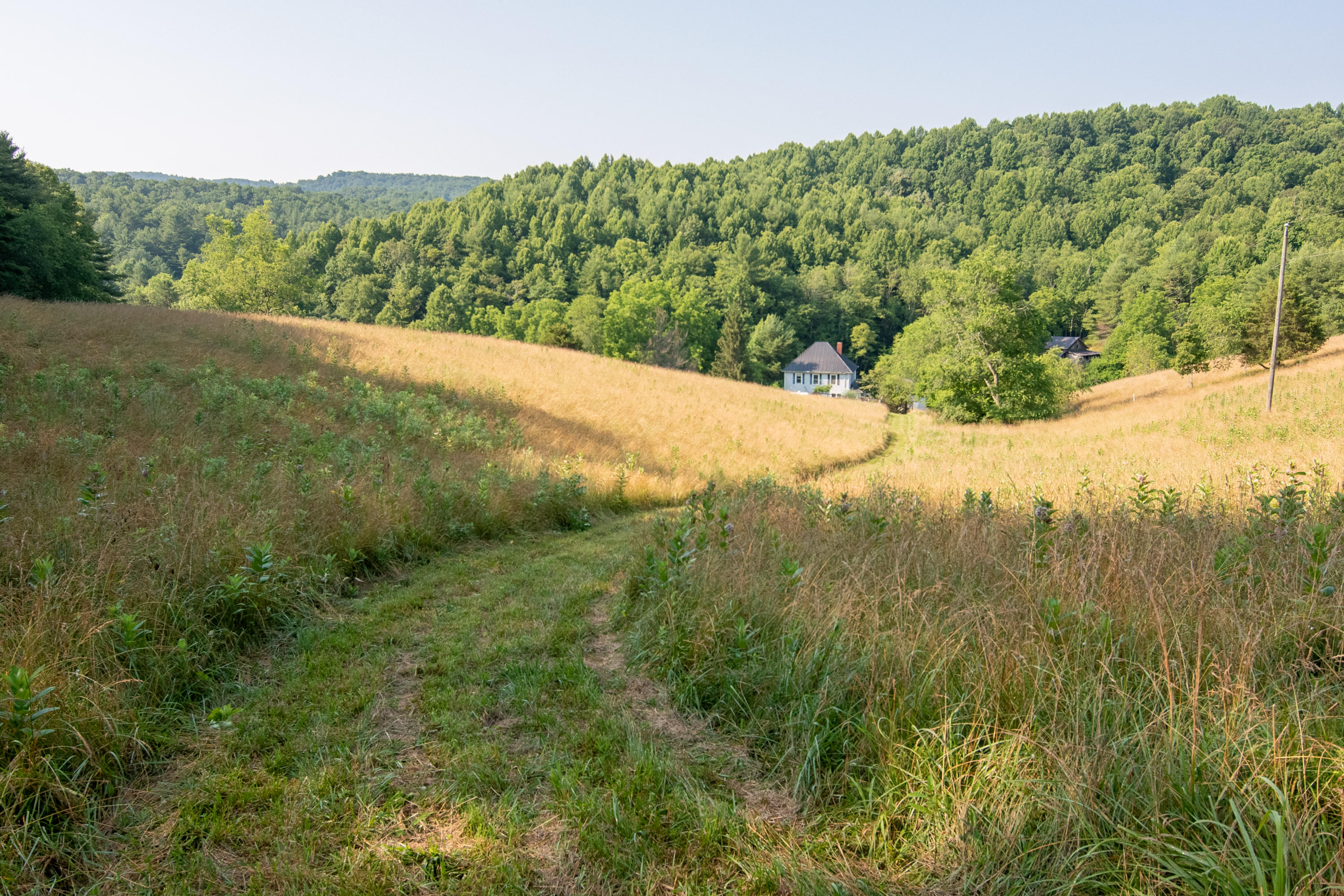 415 Reed Hill Road Northwest Floyd, VA 24091 - Photo 12 of 69 a view of a forest with a yard