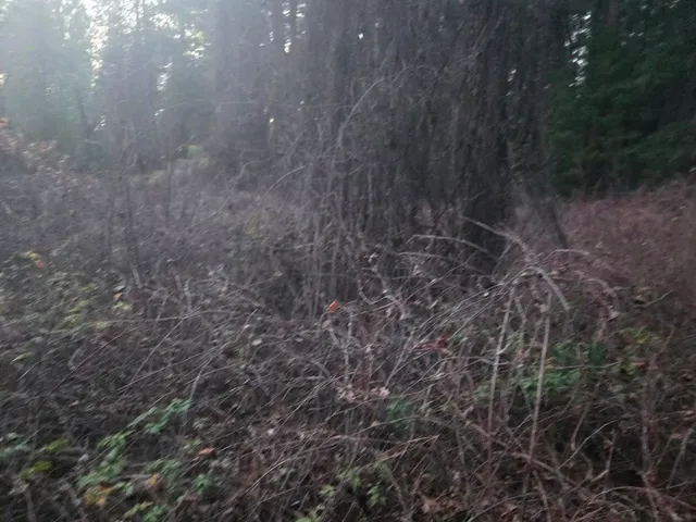 $15,000 | Undisclosed Address, Oak Run, CA 96069