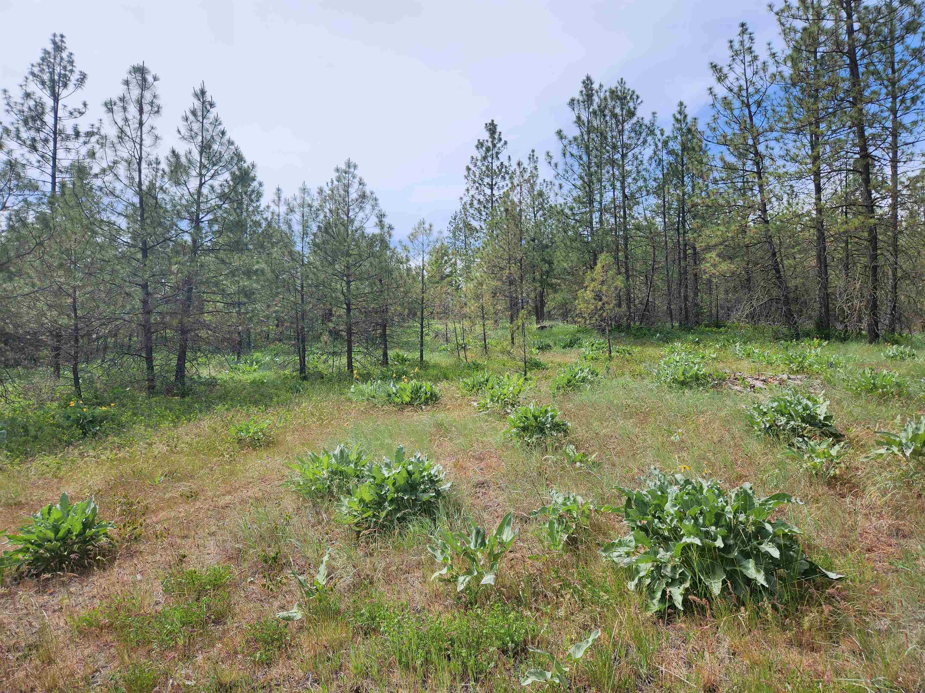 6269 Miller Mountain Road Fruitland, WA 99129 - Photo 9 of 10