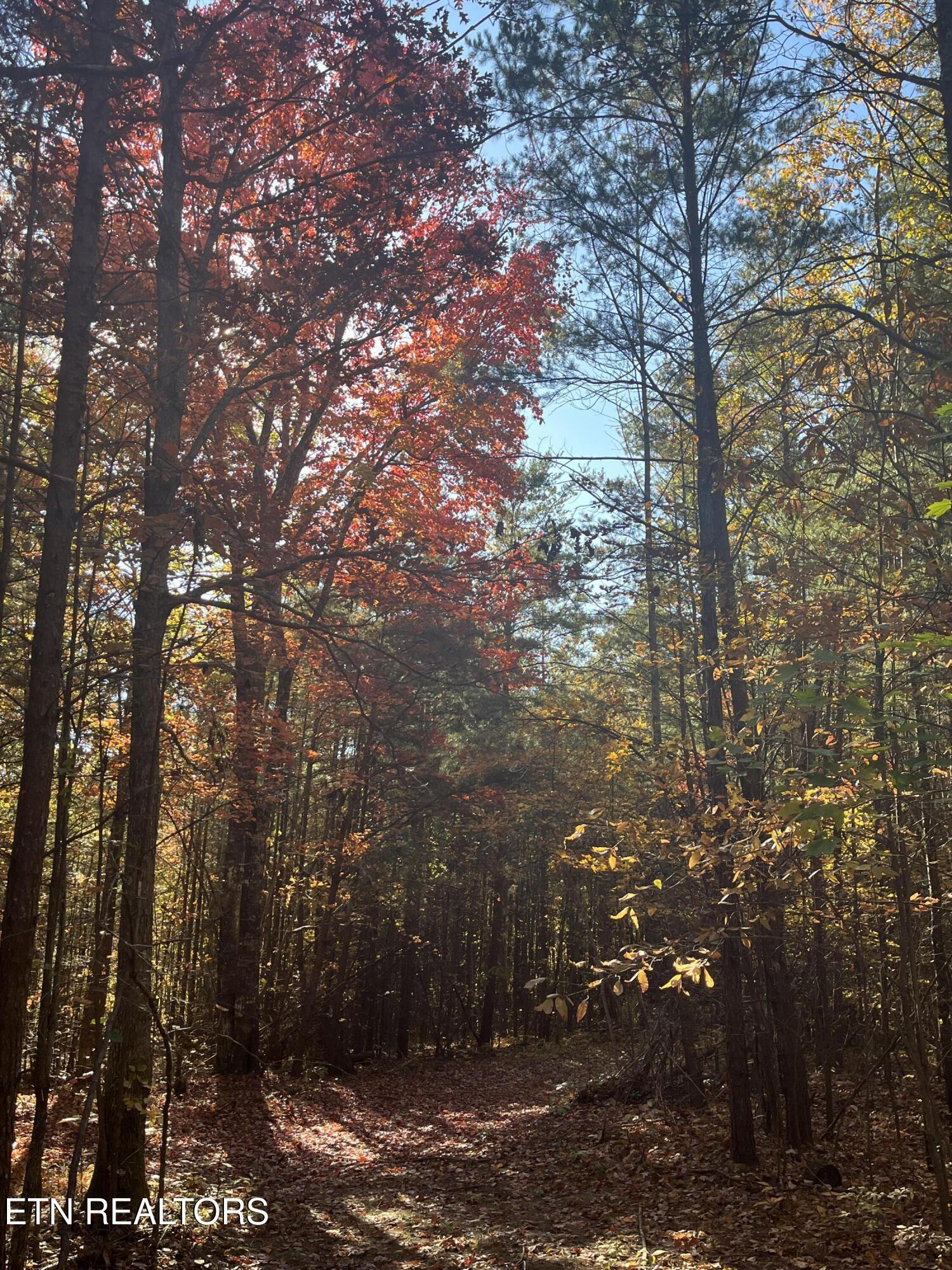 109 Cherokee Path Tellico Plains, TN 37385 - Photo 18 of 59 IMG_1644