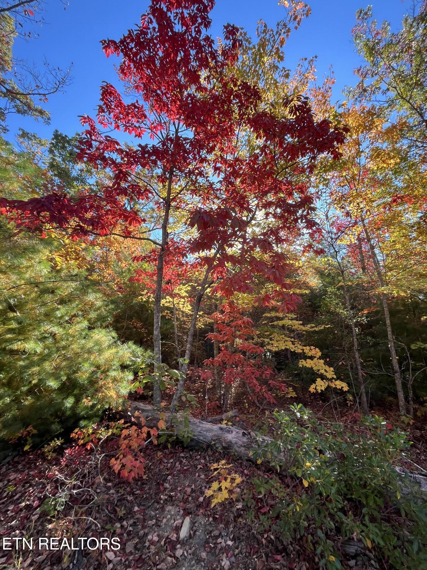109 Cherokee Path Tellico Plains, TN 37385 - Photo 30 of 59 IMG_1609