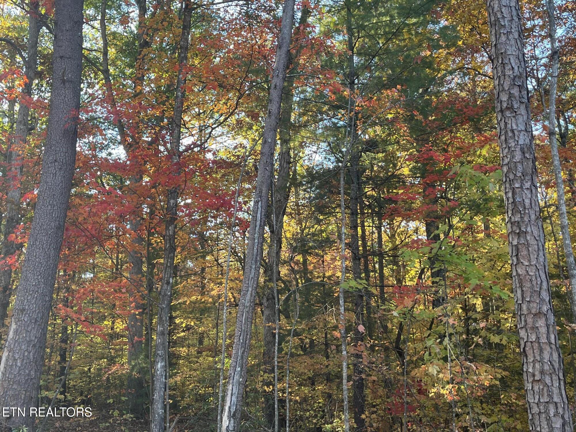 109 Cherokee Path Tellico Plains, TN 37385 - Photo 5 of 59 IMG_1714