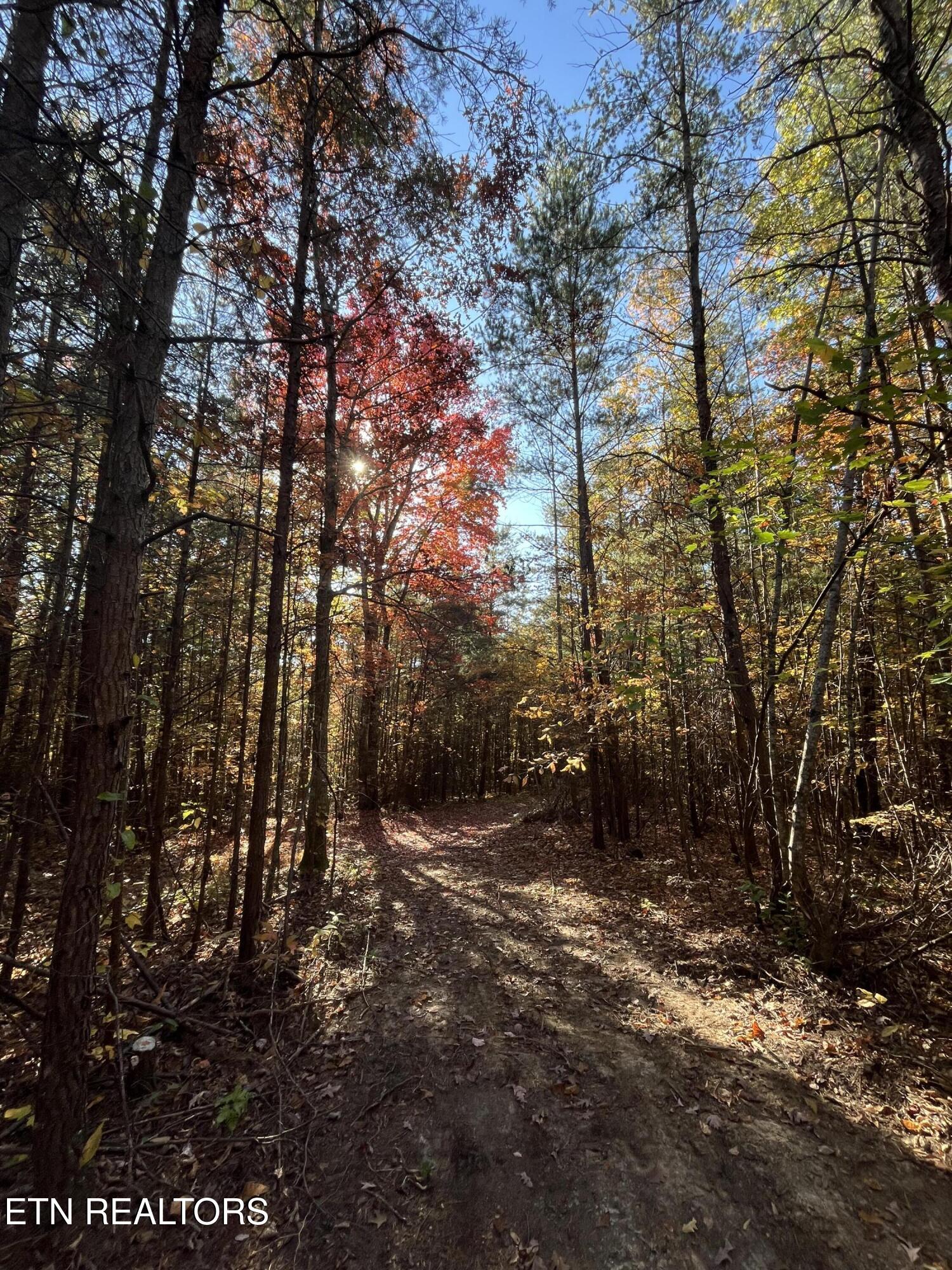 109 Cherokee Path Tellico Plains, TN 37385 - Photo 10 of 59 IMG_1645