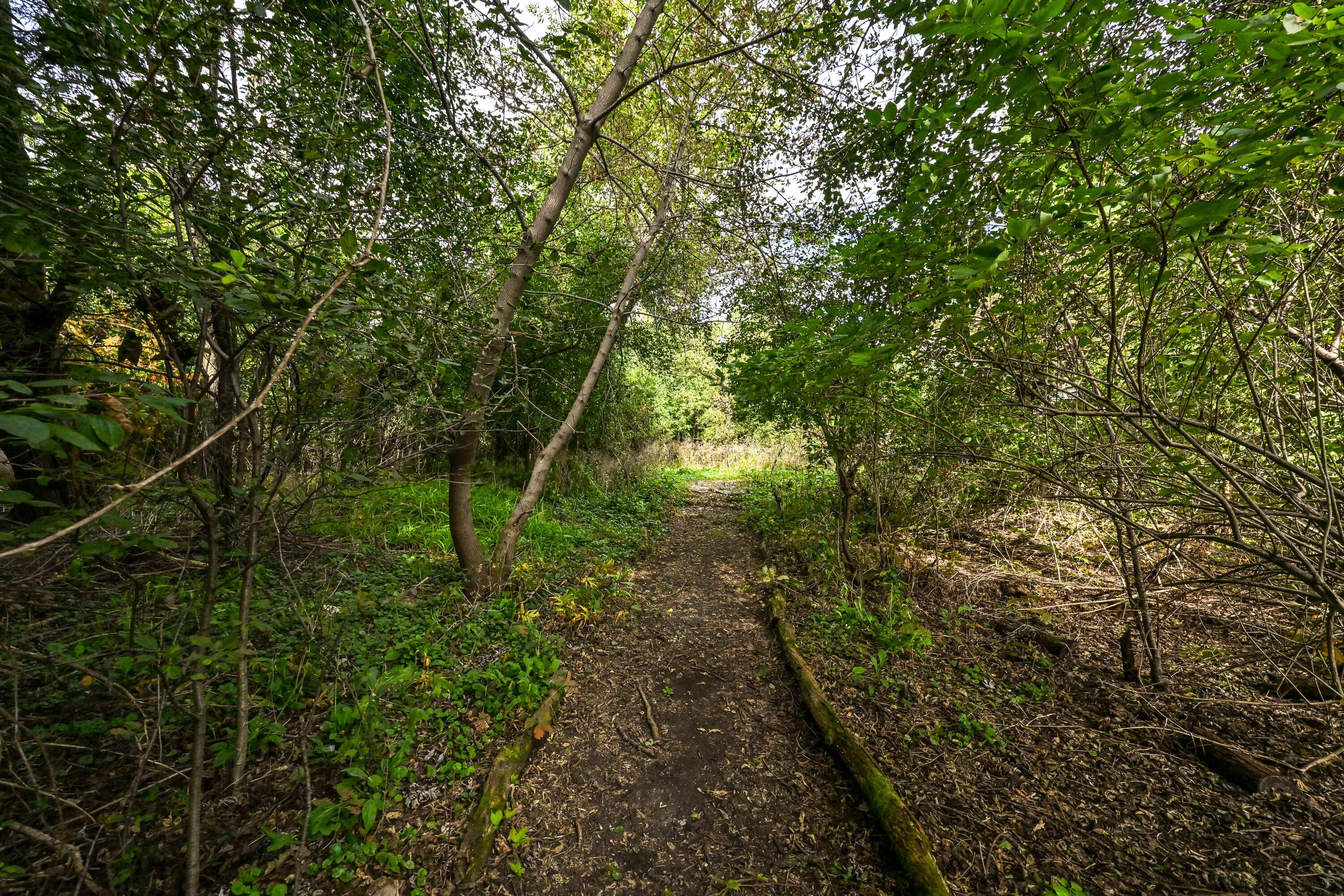 920 East Fairy Chasm Road Bayside, WI 53217 - Photo 29 of 33 Wooded Pathway in Backyard