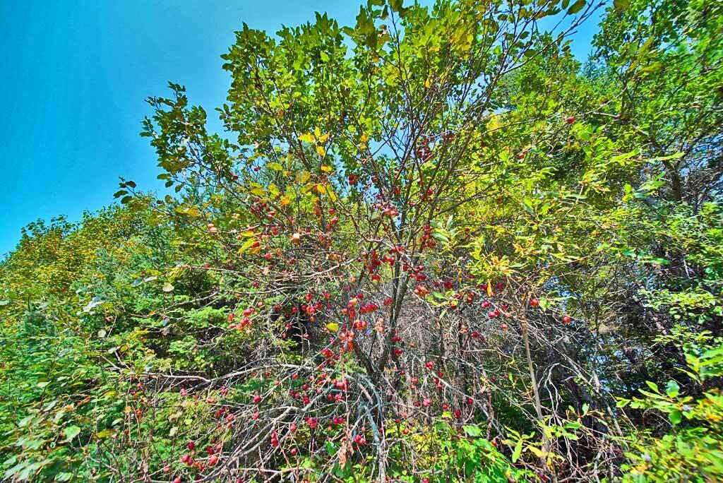 Lot 5.1 Off Ludlow Road Houlton, ME 04730 - Photo 25 of 43 apple-tree-me-land