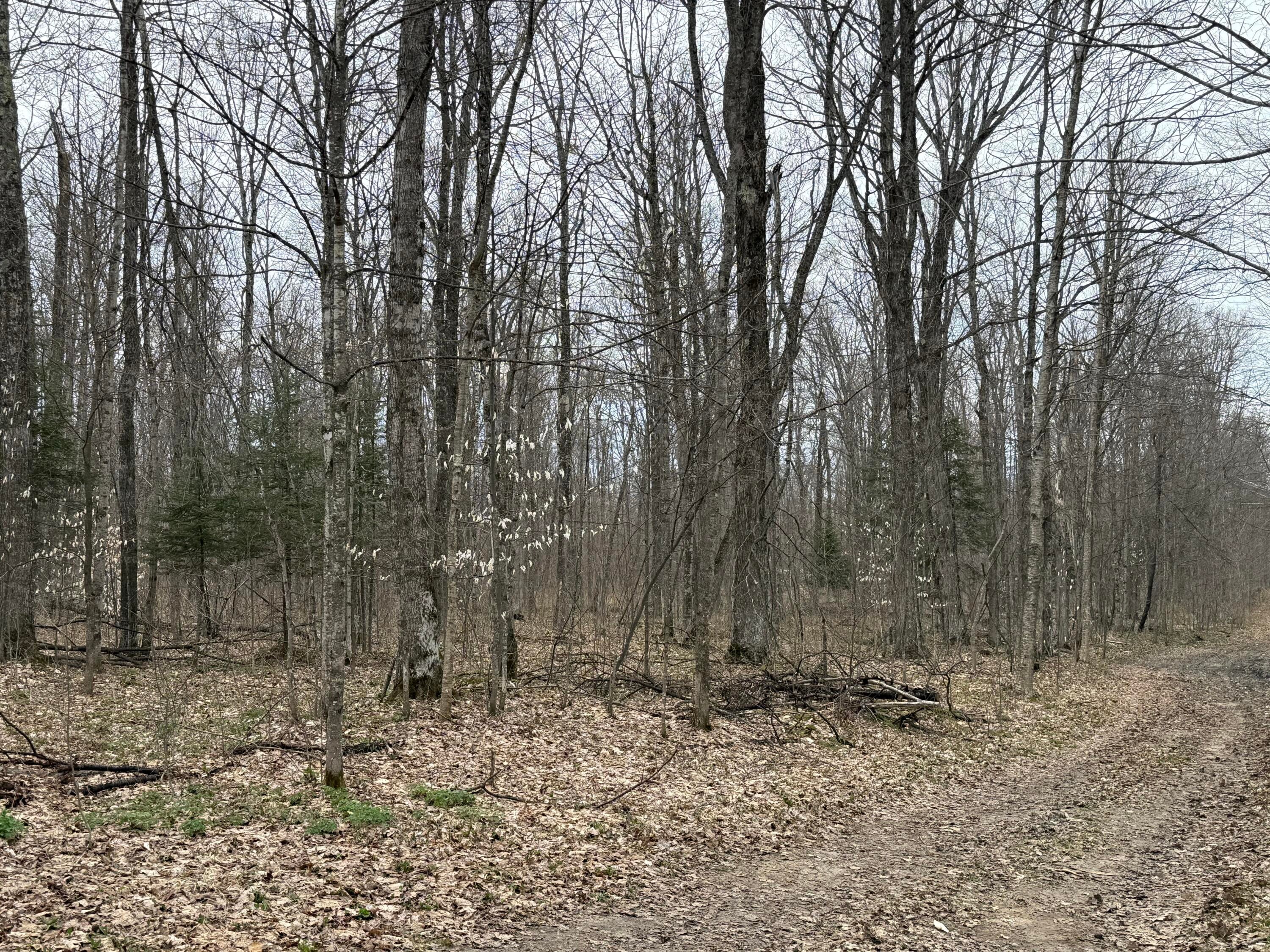 Tbd West Poglese Road Hessel, MI 49745 - Photo 1 of 5 Gallery Image 1