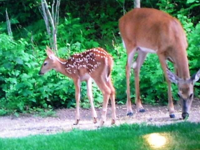 8498 Murphy Lake Road Presque Isle, WI 54557 - Photo 9 of 20 Gallery Image 9