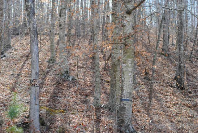 533 Lowe Branch Road Centerville, TN 37033 - Photo 17 of 20 Gallery Image 17