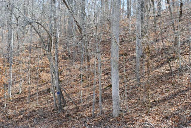 533 Lowe Branch Road Centerville, TN 37033 - Photo 20 of 20 Gallery Image 20