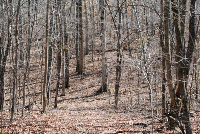 533 Lowe Branch Road Centerville, TN 37033 - Photo 9 of 20 Gallery Image 9