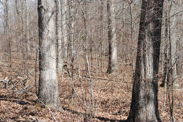 533 Lowe Branch Road Centerville, TN 37033 - Photo 10 of 20 Gallery Image 10
