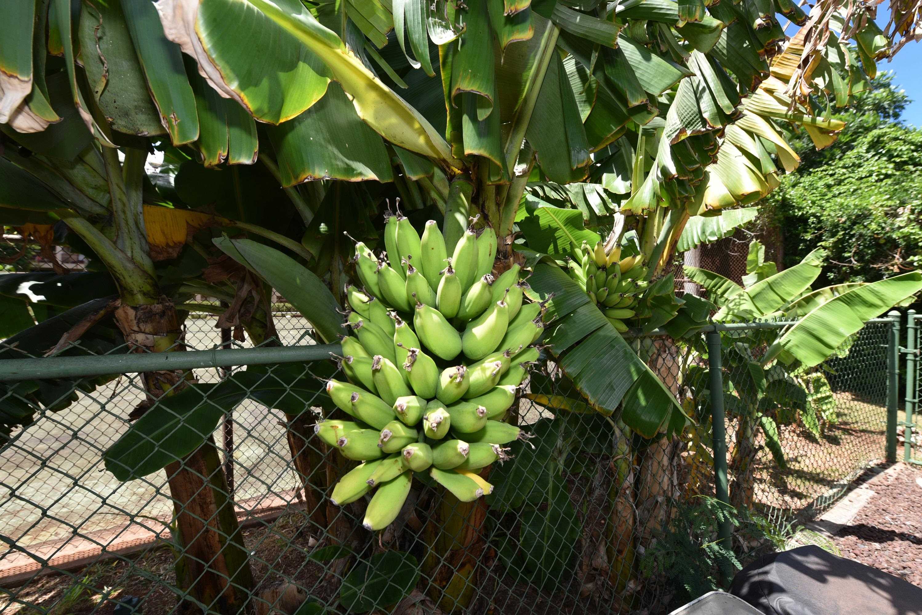 3660 Lower Honoapiilani Road, Unit 302 Lahaina, HI 96761 - Photo 24 of 27 a backyard of a tree