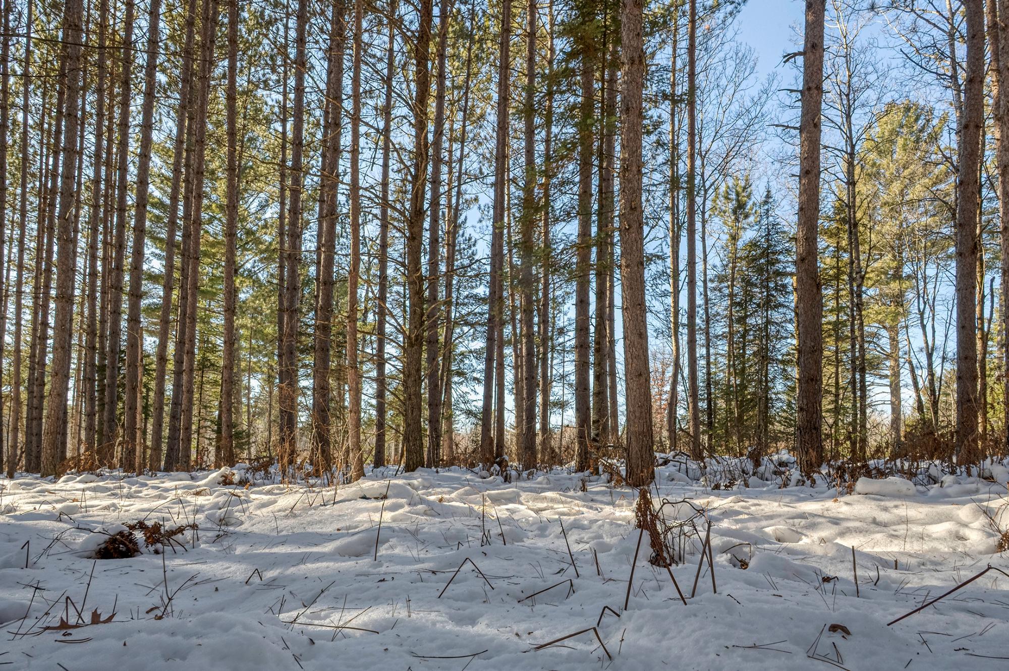 Off Deerskin Road, Unit LOT 4 Eagle River, WI 54521 - Photo 16 of 23 Gallery Image 16
