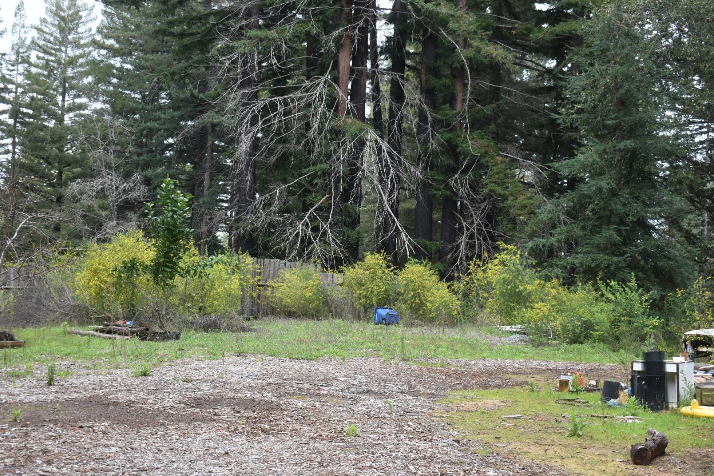 12025 Alba Road Ben Lomond, CA 95005 - Photo 4 of 17 a view of a yard with a tree