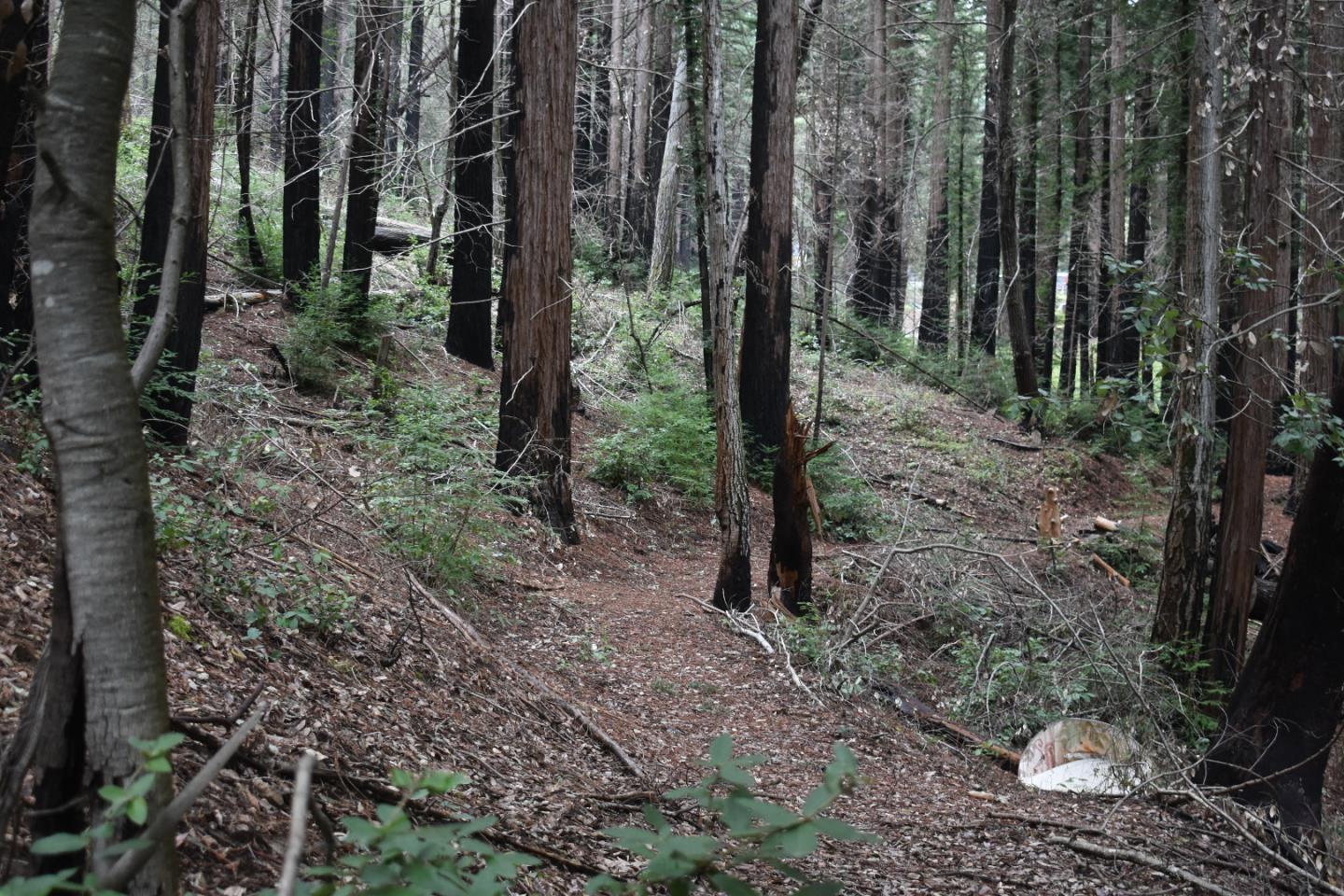12025 Alba Road Ben Lomond, CA 95005 - Photo 5 of 17 a view of a forest with trees in the background