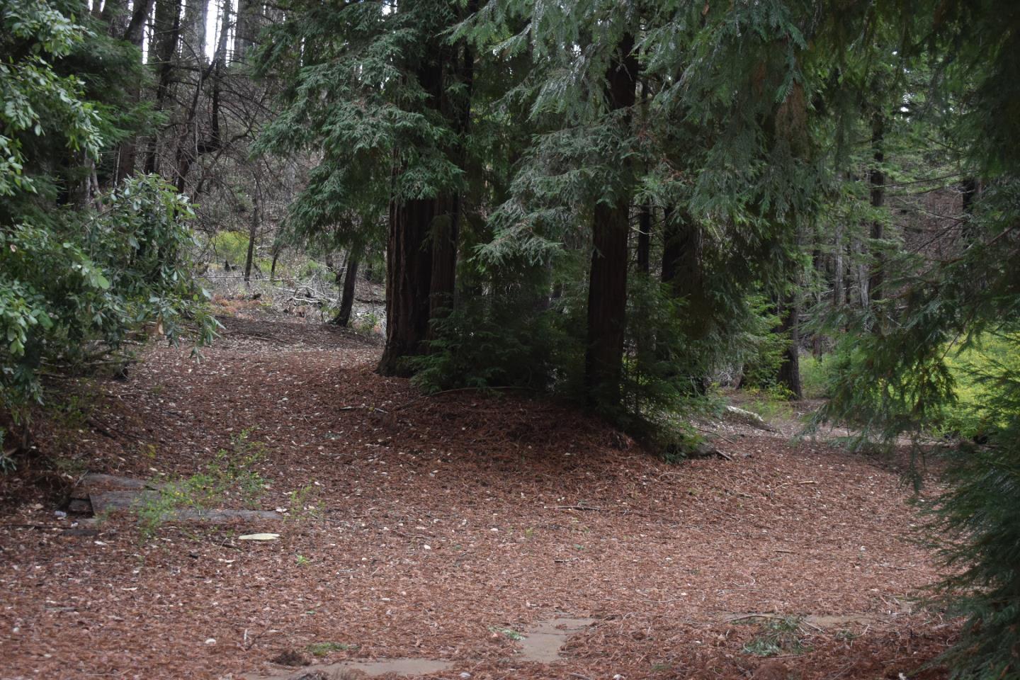 12025 Alba Road Ben Lomond, CA 95005 - Photo 6 of 17 a view of a forest with trees in the background