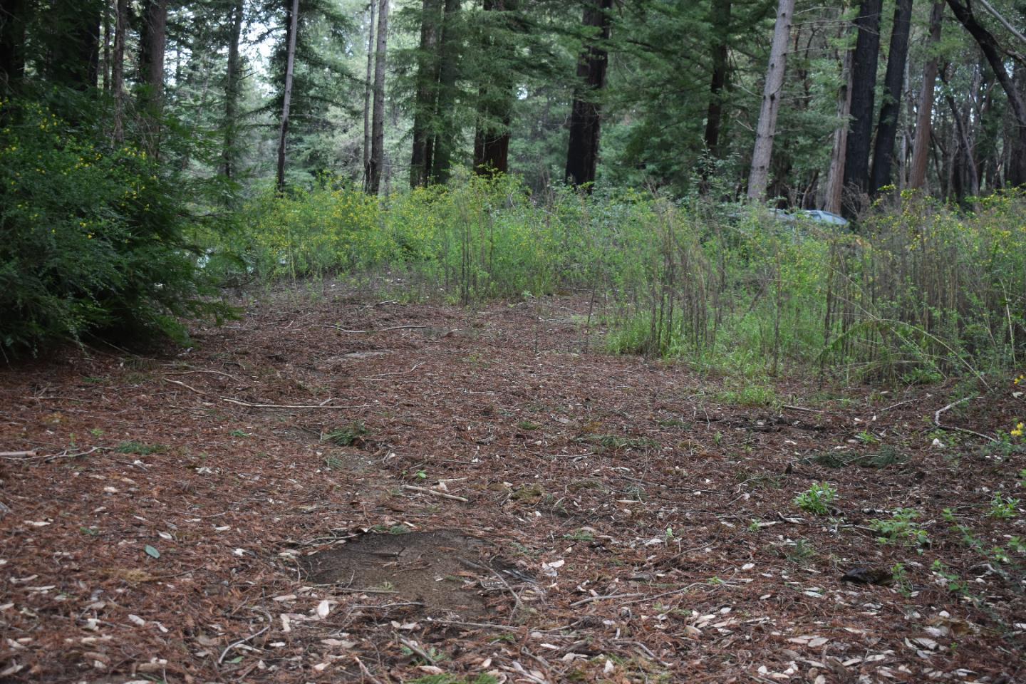 12025 Alba Road Ben Lomond, CA 95005 - Photo 10 of 17 a big yard with lots of green space and deers