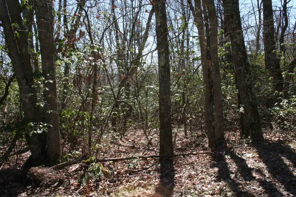 a view of a forest that has large trees