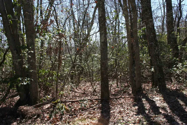 a view of a forest that has large trees