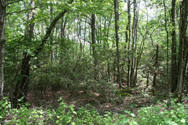 a view of a forest with lots of trees