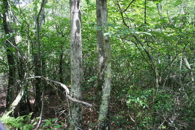 a map view of forest