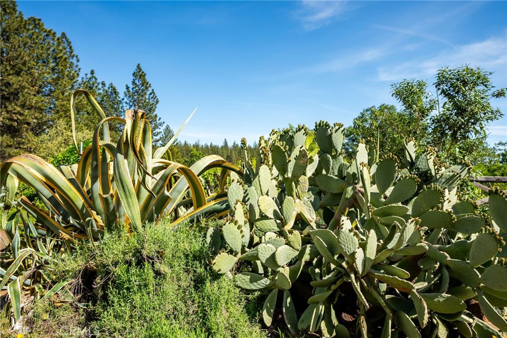 4620 Wendlis Road Forest Ranch, CA 95942 - Photo 39 of 50 a view of a bunch of plants and trees