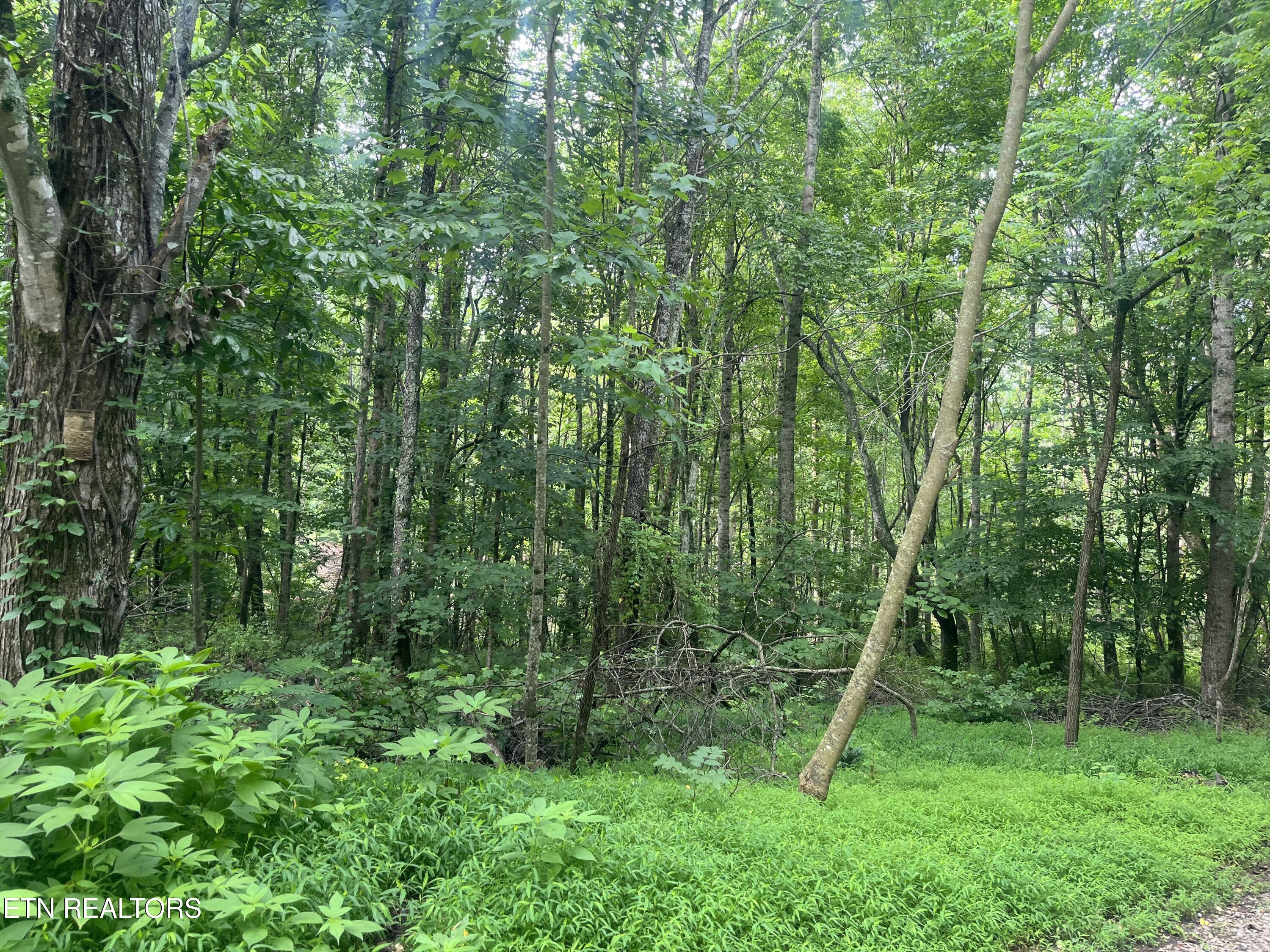 Tbd Barker Road New Tazewell, TN 37825 - Photo 11 of 43 8ECC1587-12AC-43B7-86B2-C692727DD9D7