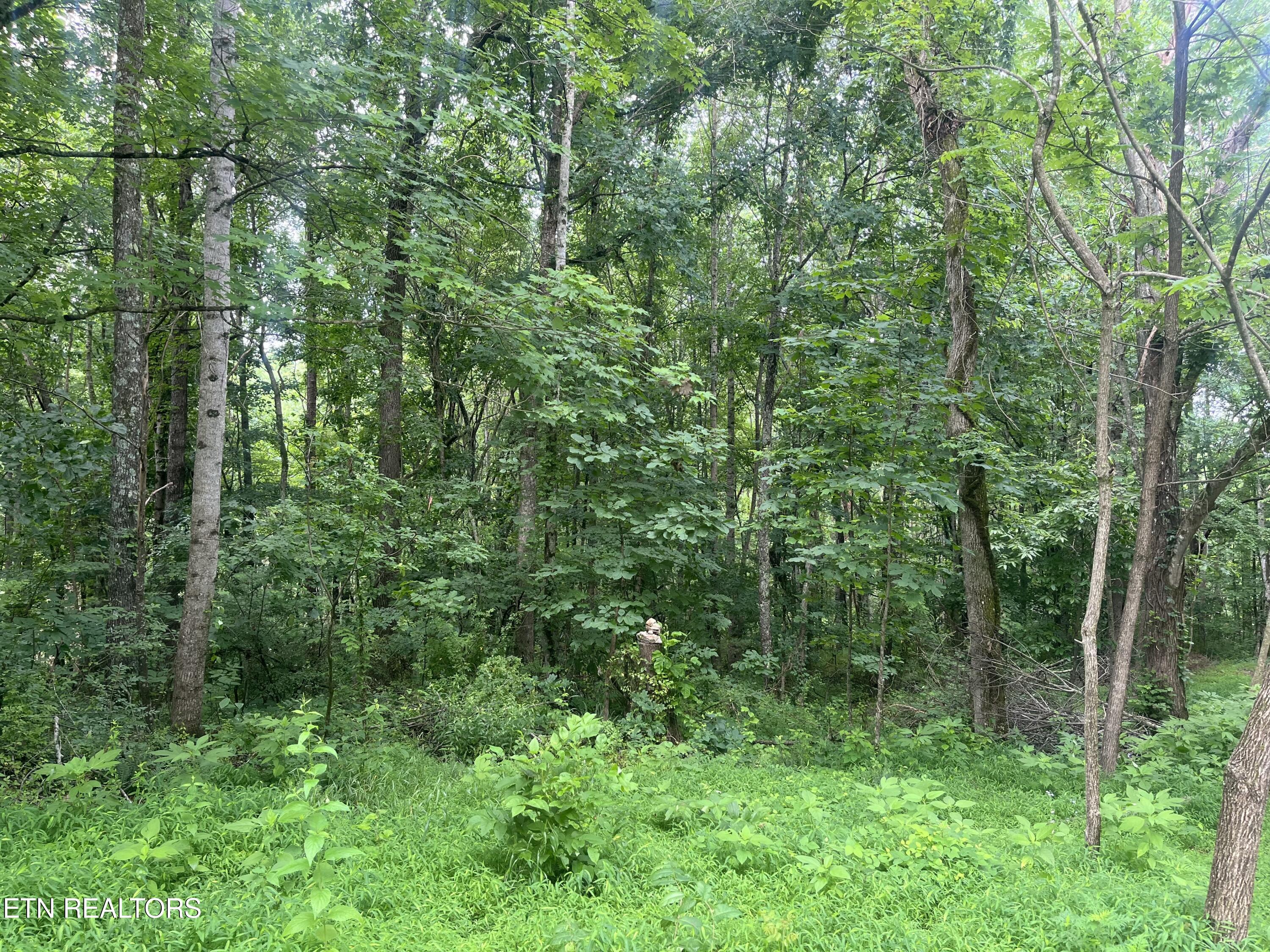 Tbd Barker Road New Tazewell, TN 37825 - Photo 10 of 43 00A7D0B7-7FFC-496A-A6B1-370E37E96CD7