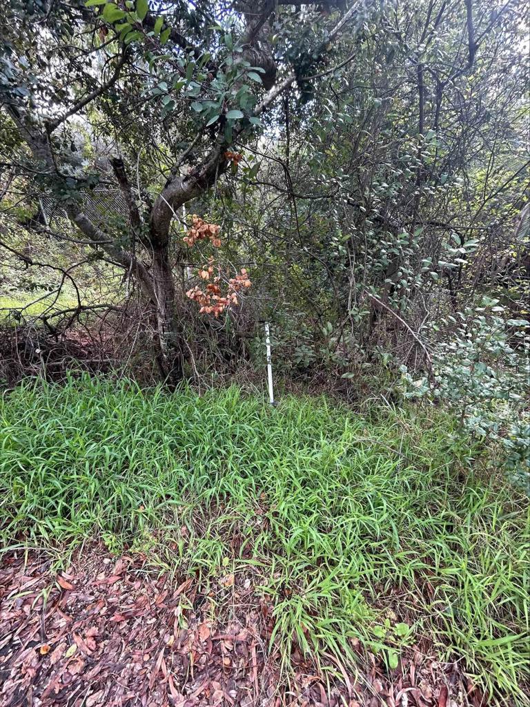 De Luz Road Fallbrook, CA 92028 - Photo 5 of 9 a plant in a garden