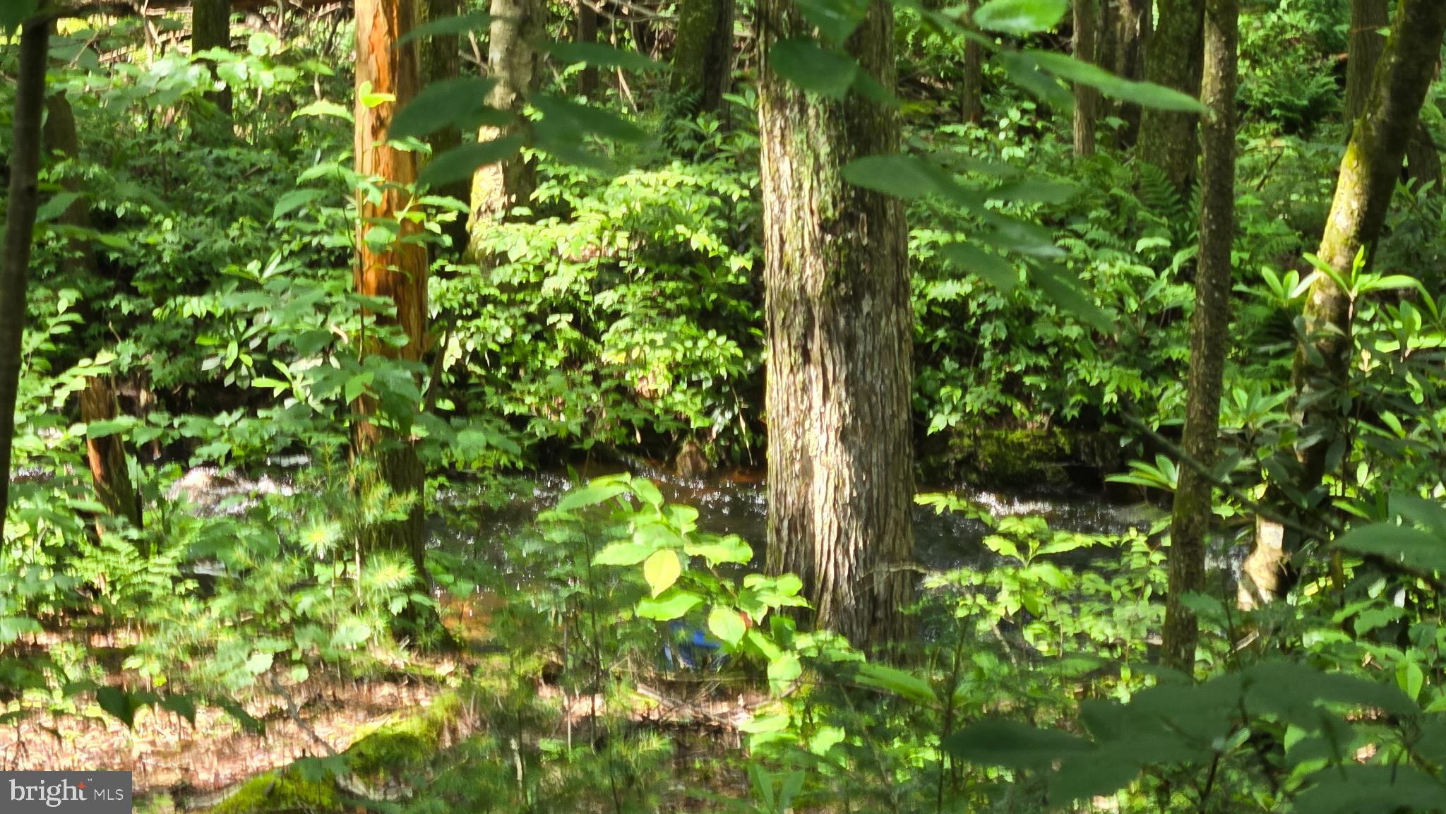 212 Thickhead Mountain Road Centre Hall, PA 16828 - Photo 5 of 28 Serene forest stream surrounded by greenery.