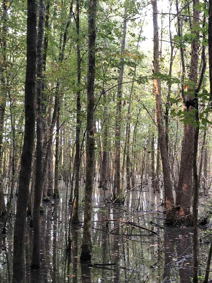 0 North County Road 100 Road Walnut, MS 38683 - Photo 7 of 15 Gallery Image 7