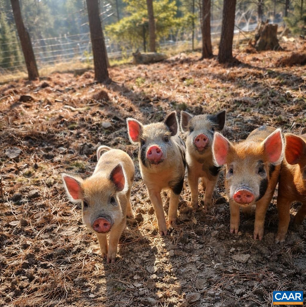 1340 Roundabout Road Louisa, VA 23093 - Photo 37 of 75