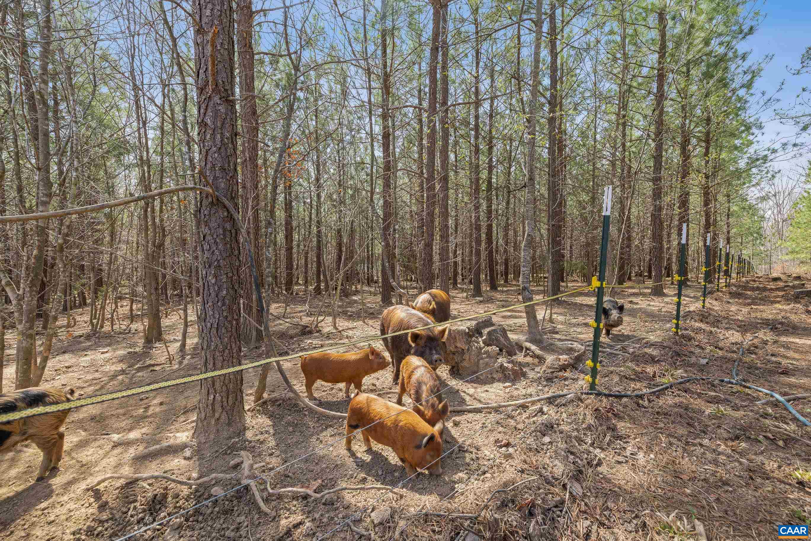 1340 Roundabout Road Louisa, VA 23093 - Photo 56 of 75