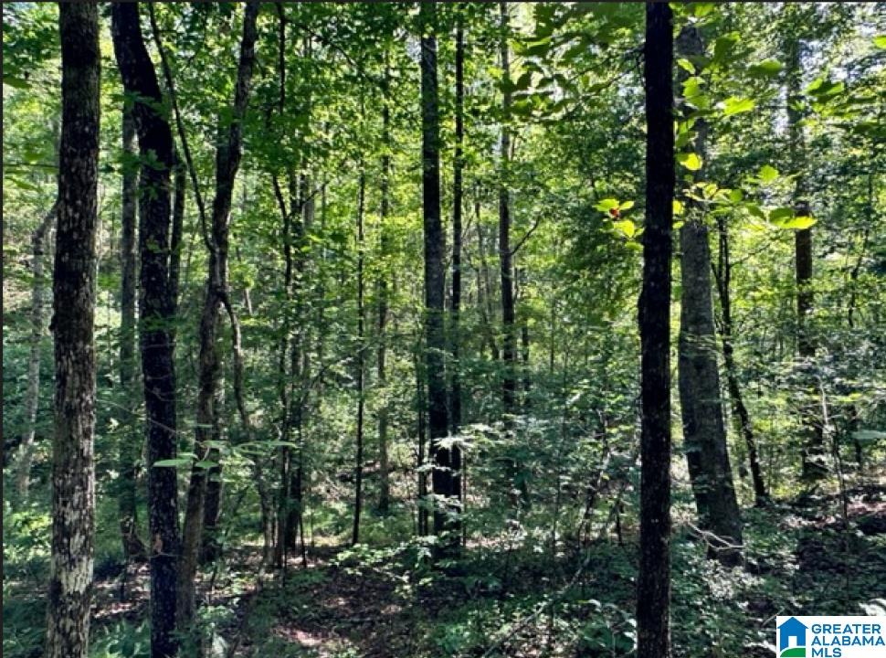 0 County Road 224, Unit 1 Fruithurst, AL 36262 - Photo 6 of 13