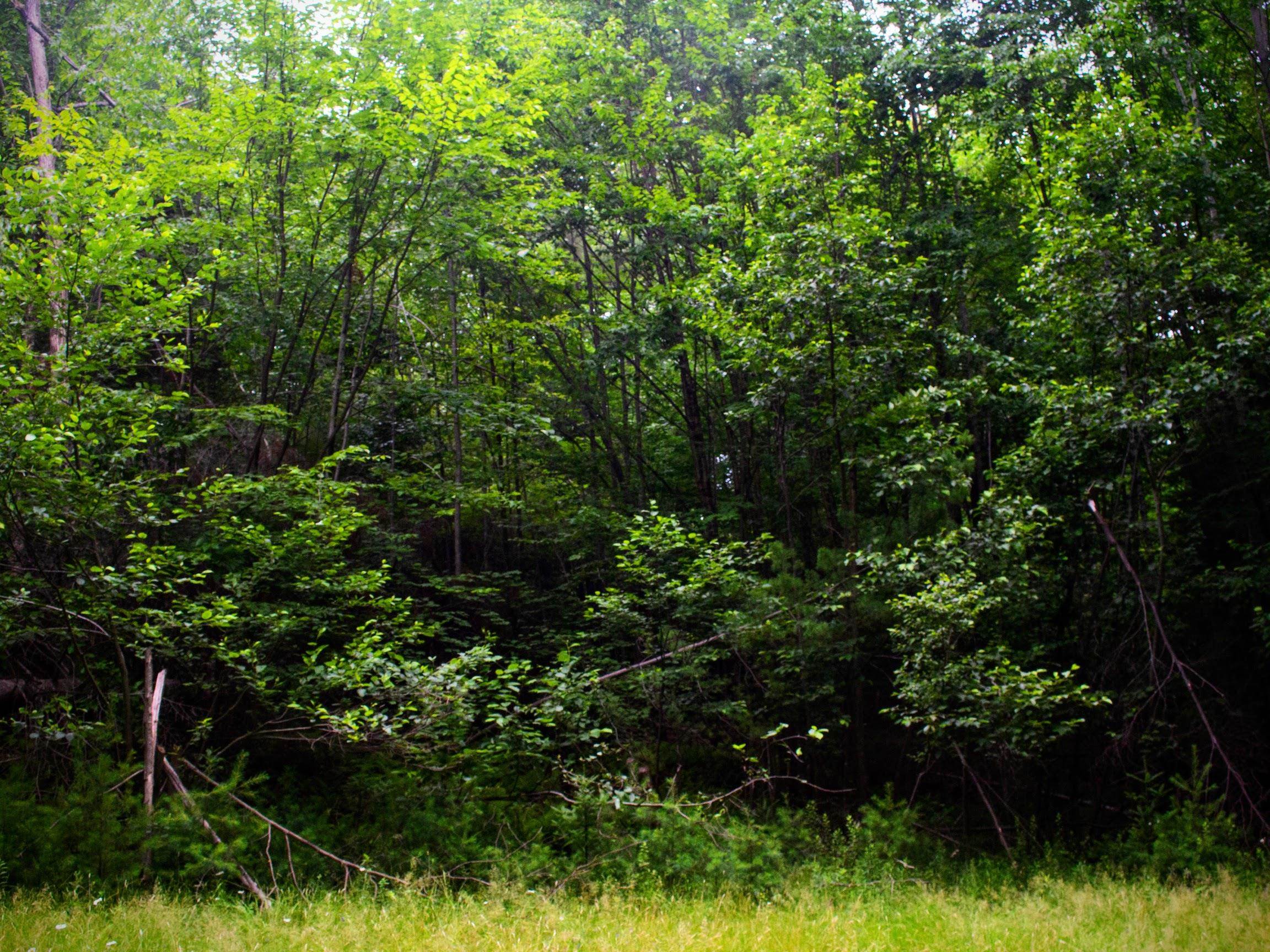 0 Conway Lane Woodsville, NH 03785 - Photo 1 of 15
