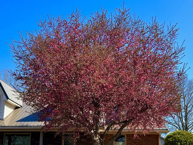 $575,000 | 15 Chesapeake Drive, McKenzie, TN 38201