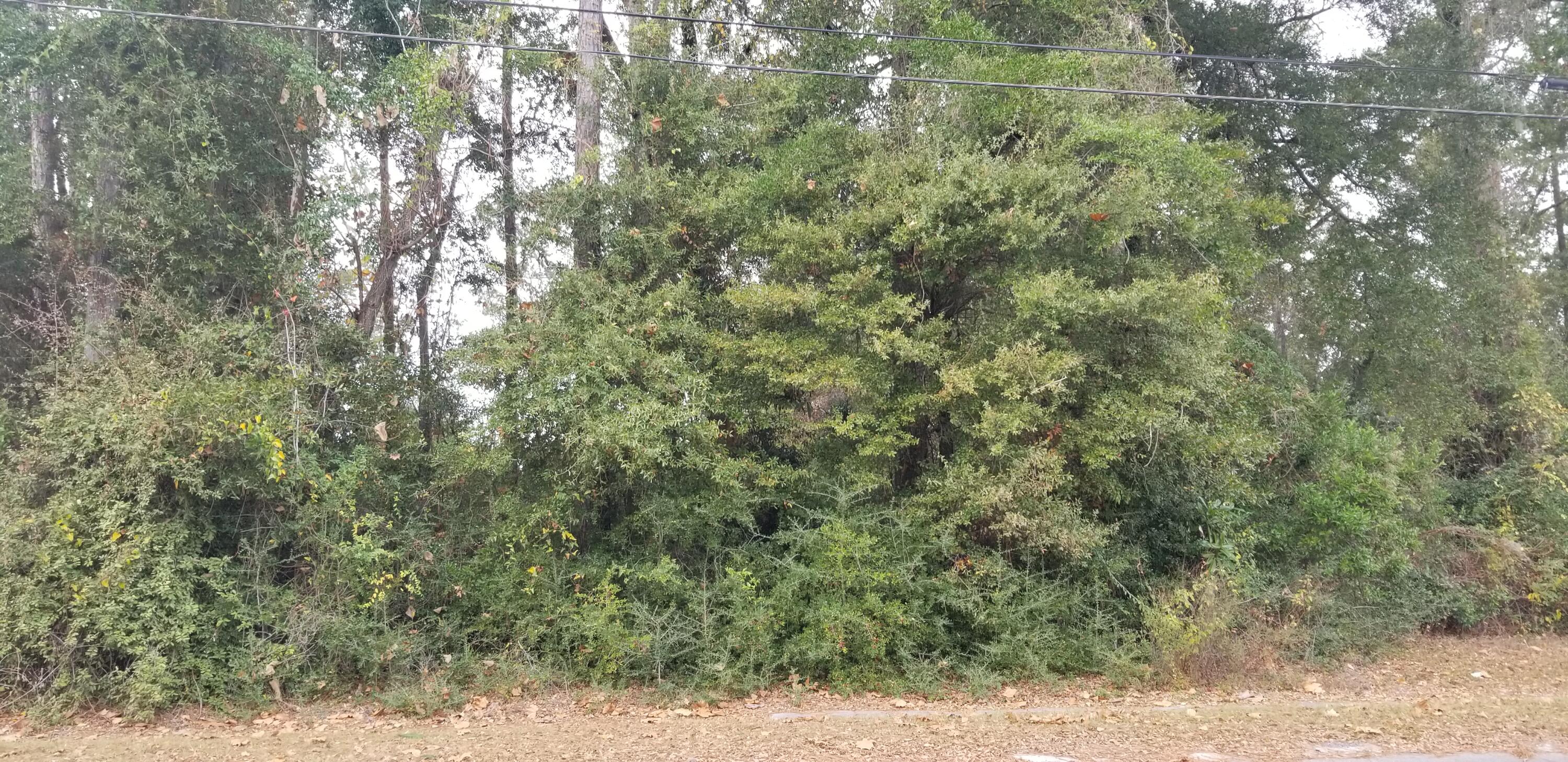 0 North Lemacks Street Walterboro, SC 29488 - Photo 3 of 5 20251125_114144