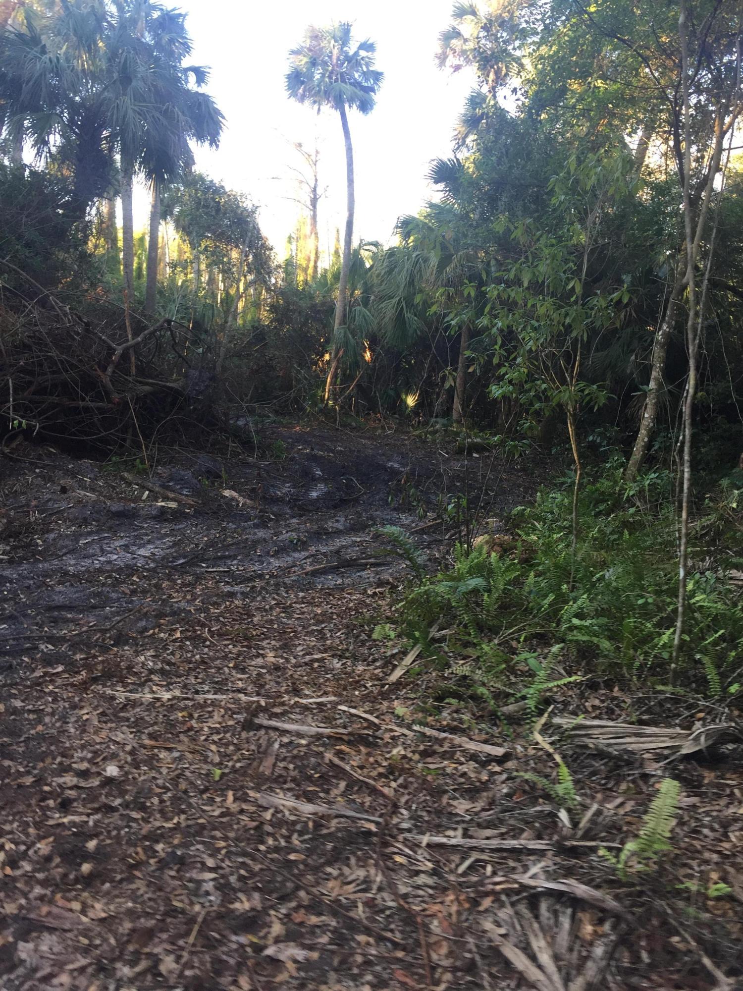 20080 Mack Dairy Road Jupiter, FL 33478 - Photo 10 of 16 looking south