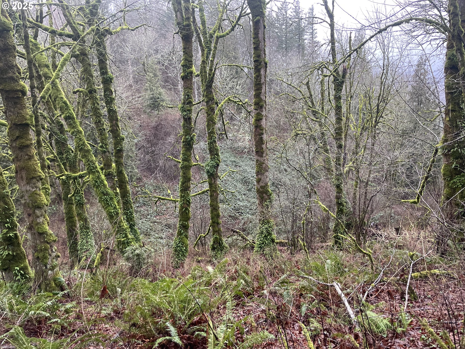 Northeast Clara Smith Road Corbett, OR 97019 - Photo 13 of 26