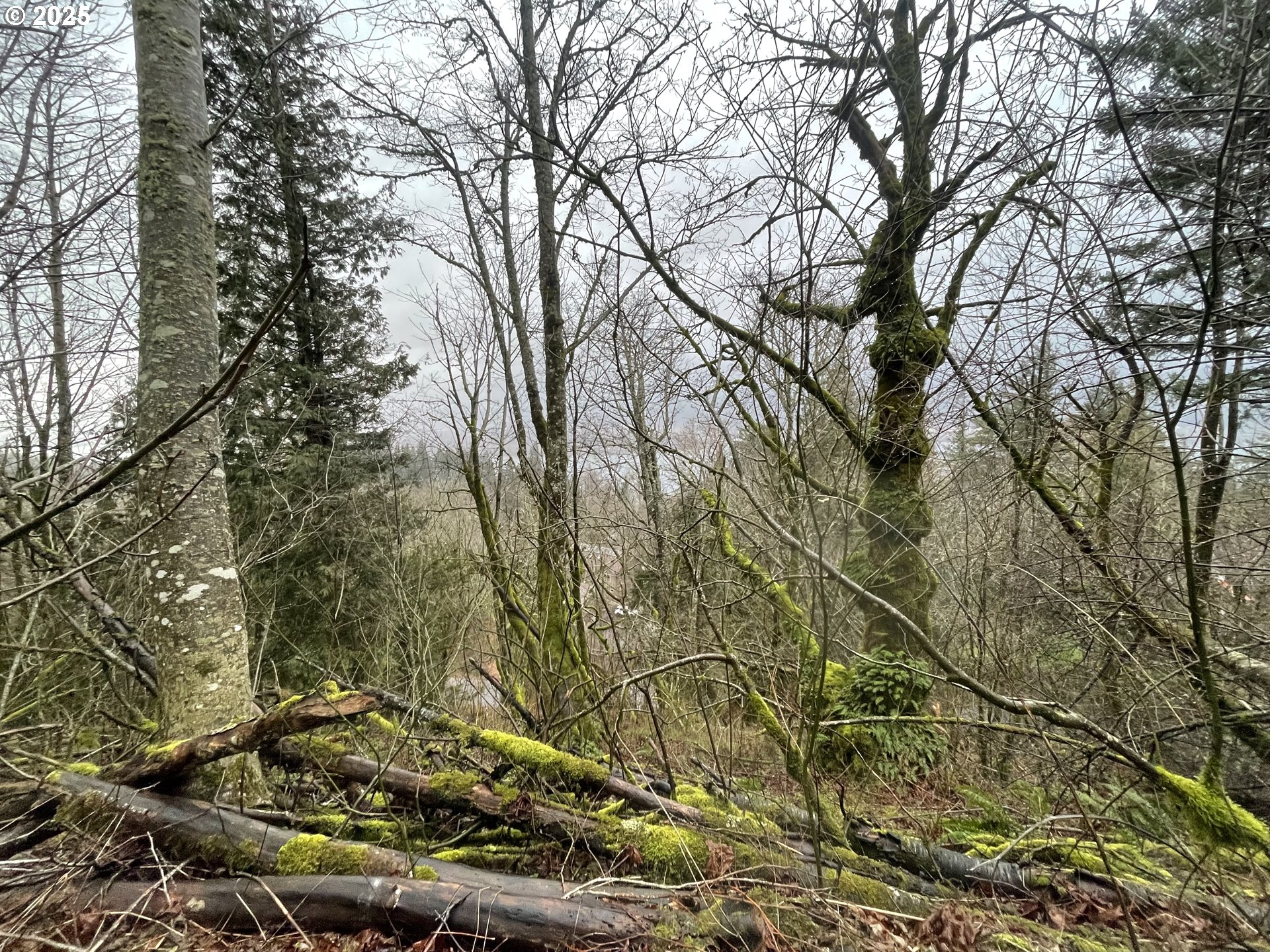 Northeast Clara Smith Road Corbett, OR 97019 - Photo 14 of 26