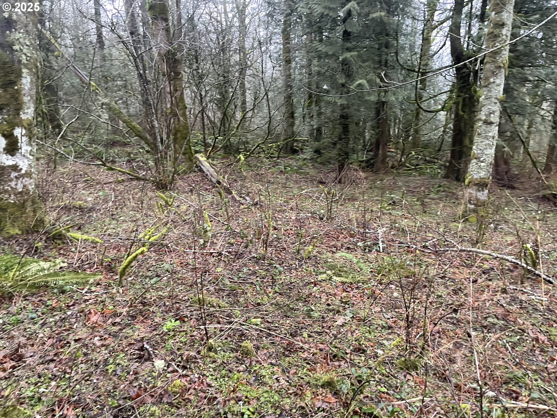 Northeast Clara Smith Road Corbett, OR 97019 - Photo 17 of 26