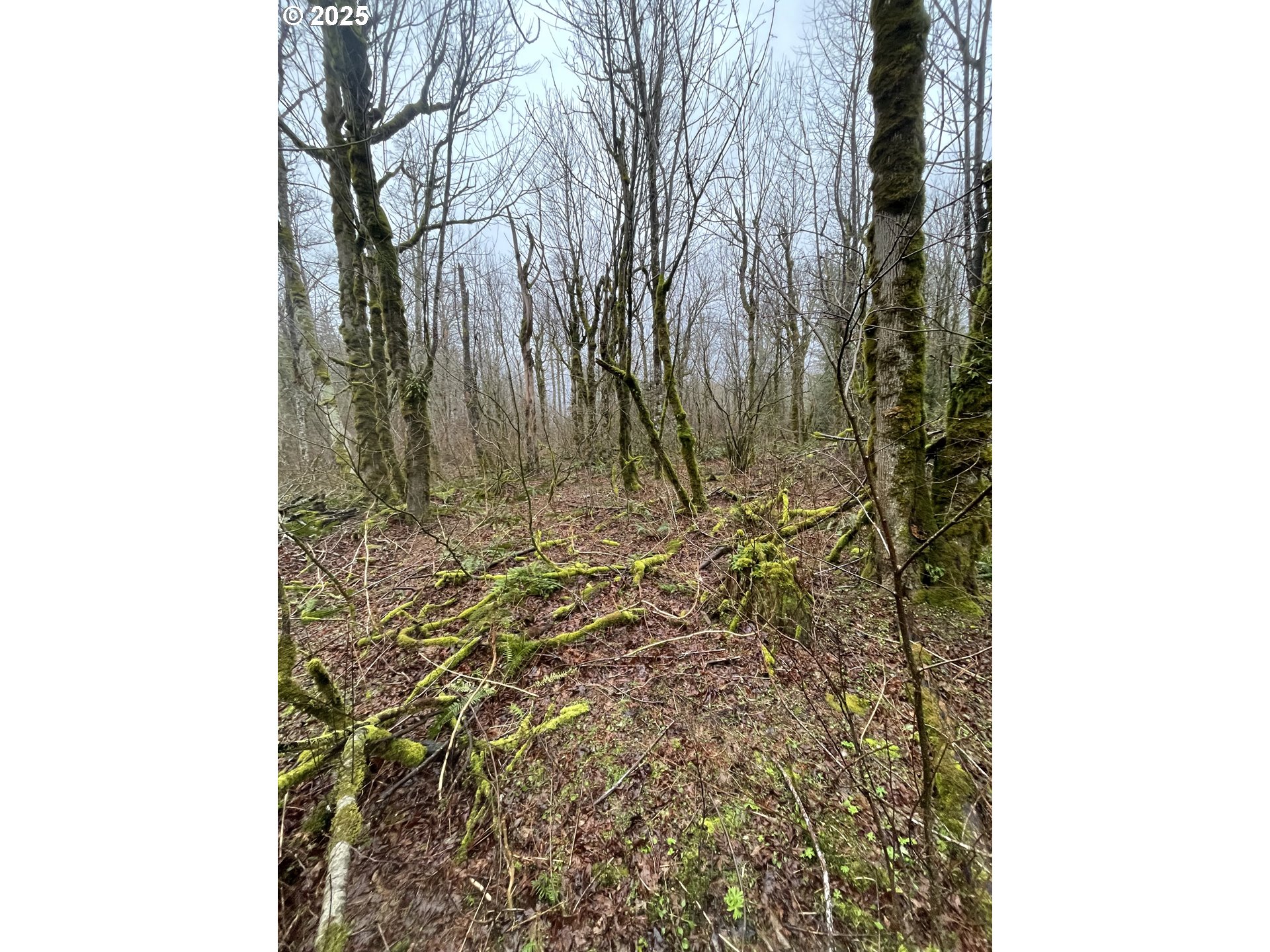 Northeast Clara Smith Road Corbett, OR 97019 - Photo 18 of 26