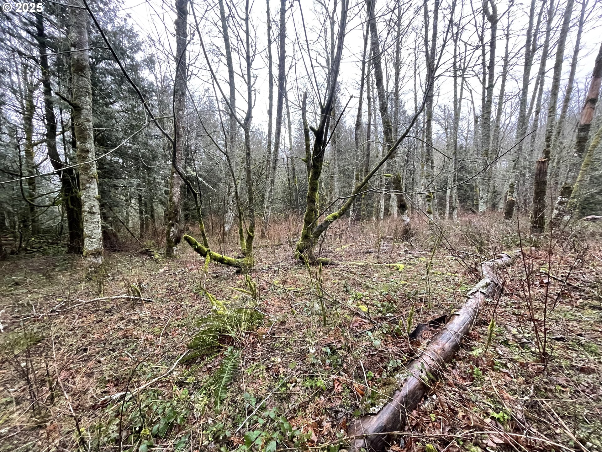 Northeast Clara Smith Road Corbett, OR 97019 - Photo 19 of 26