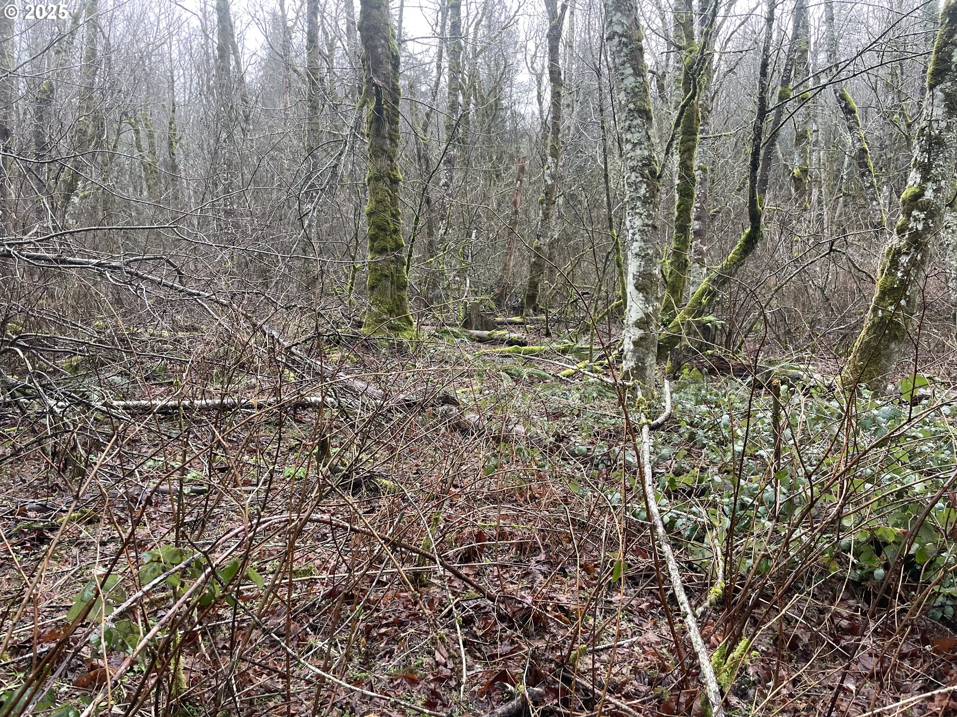 Northeast Clara Smith Road Corbett, OR 97019 - Photo 21 of 26