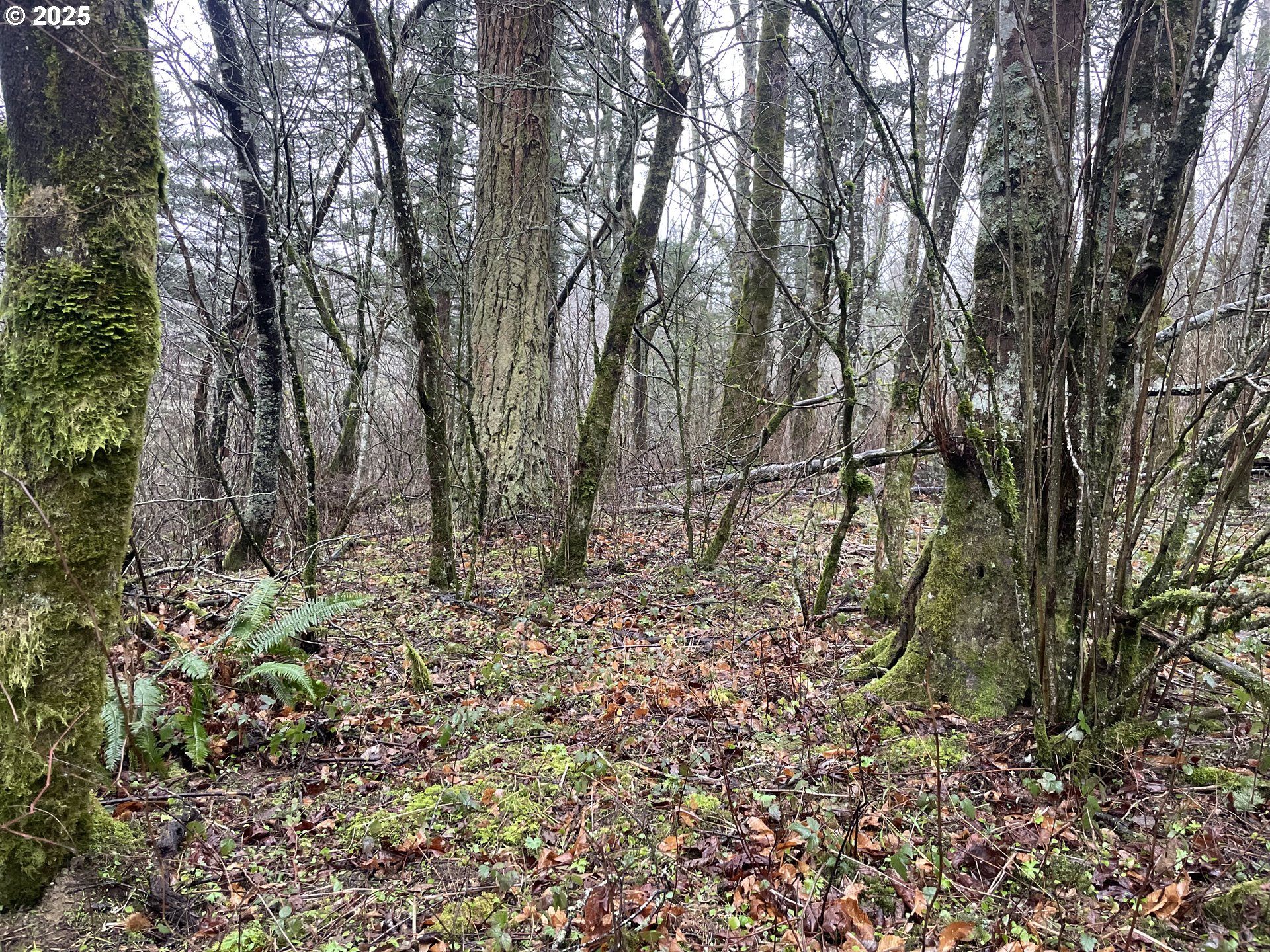 Northeast Clara Smith Road Corbett, OR 97019 - Photo 24 of 26