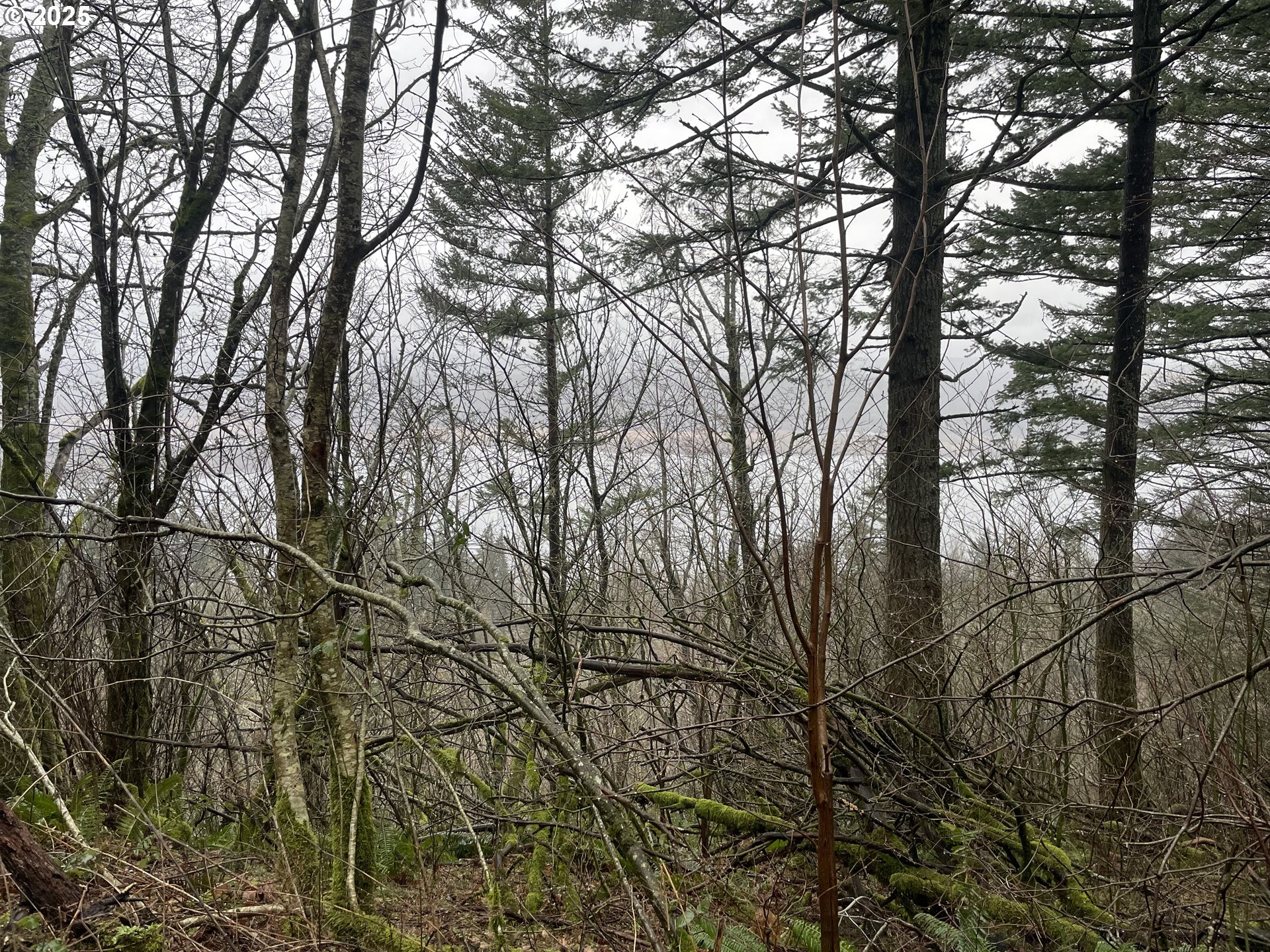 Northeast Clara Smith Road Corbett, OR 97019 - Photo 25 of 26