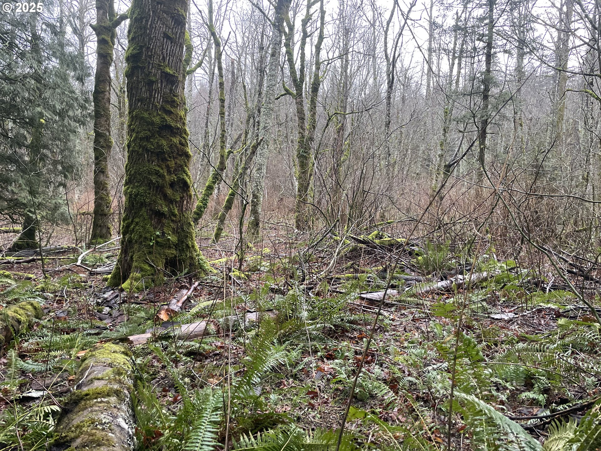 Northeast Clara Smith Road Corbett, OR 97019 - Photo 26 of 26