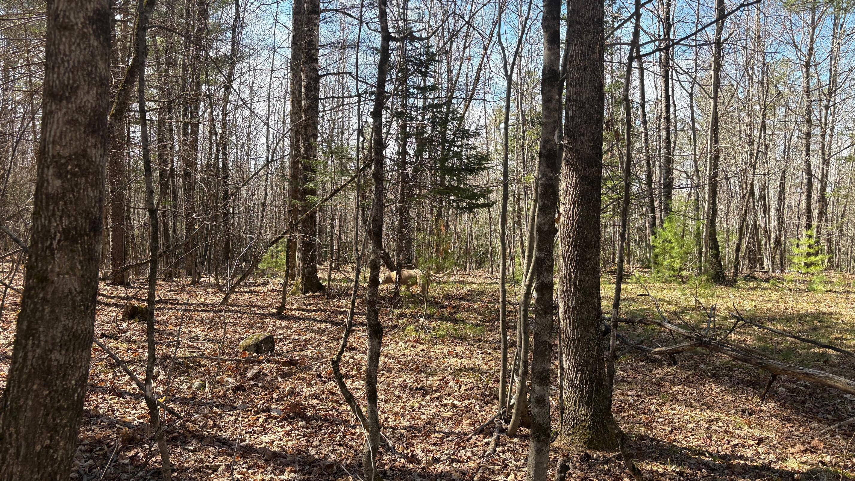 13 Mayhew Road Starks, ME 04911 - Photo 13 of 28